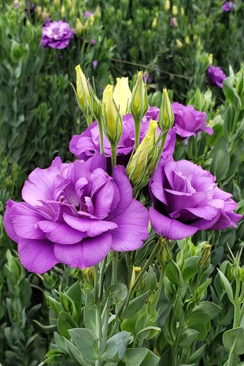 Lisianthus Purple 